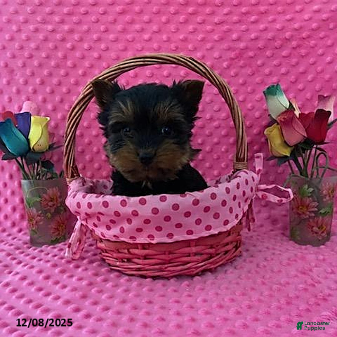 Yorkshire Terrier dogs for sale: Lucas - Ad 1