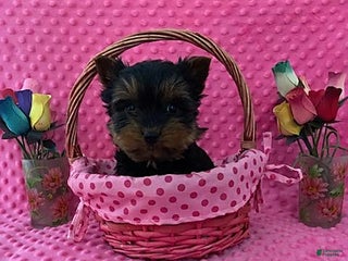 Yorkshire Terrier dogs Lucas - Ad 3