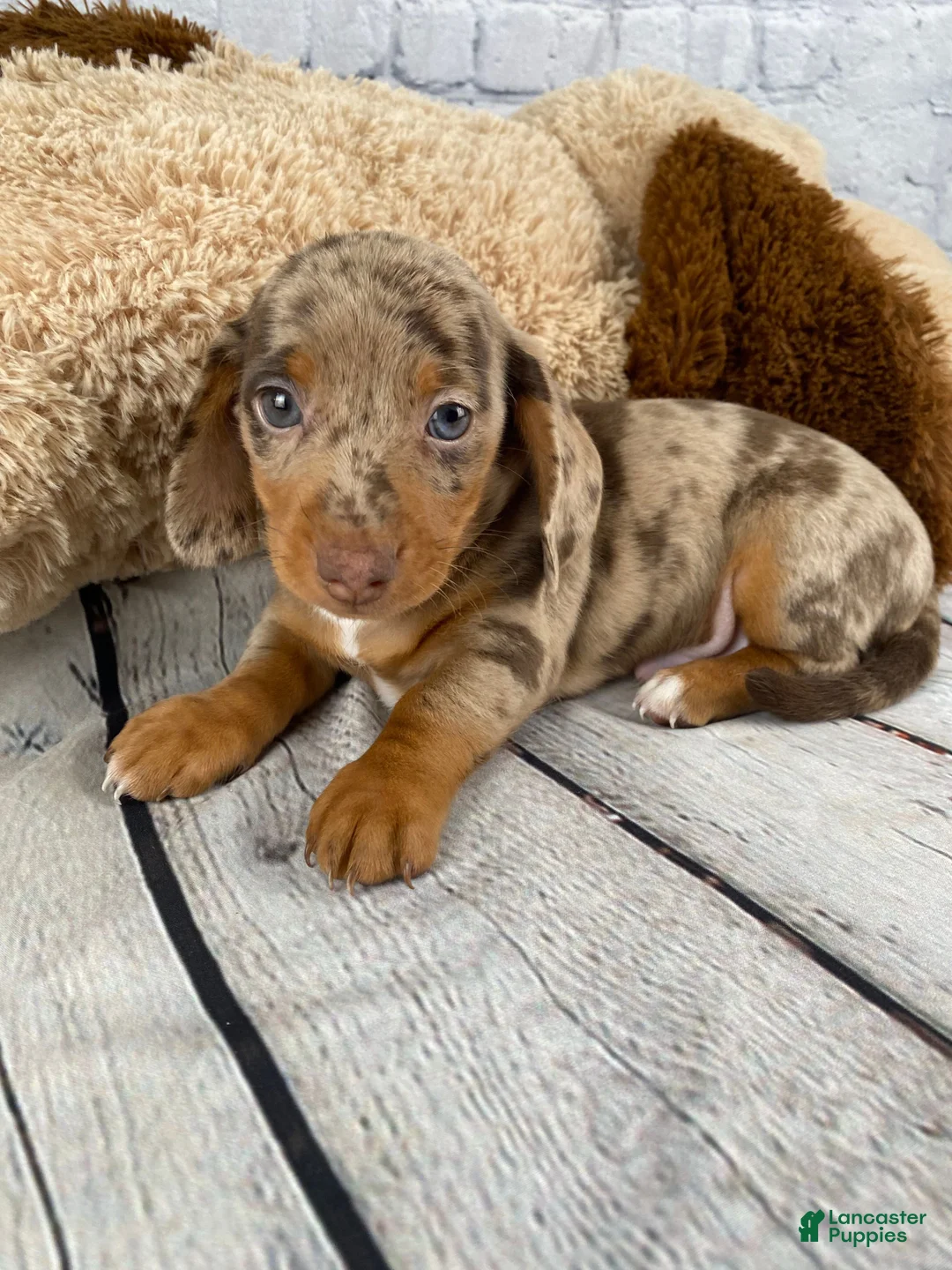 Miniature Dachshund dogs for sale: Tucker - Ad 1