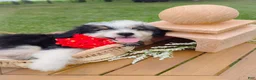 Aussiedoodle dogs for sale: Canalope - Ad 11