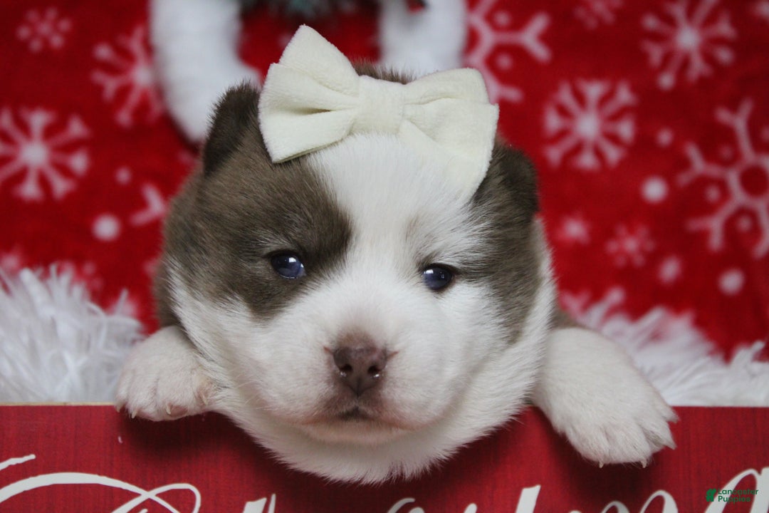 Pomsky dogs for sale: Denali  - Ad 3