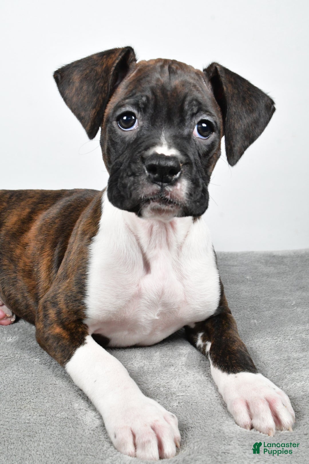 Boxer dogs for sale: Abbie - Ad 3