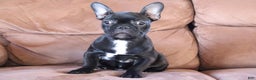 French Bulldog dogs for sale: Max - Ad 1
