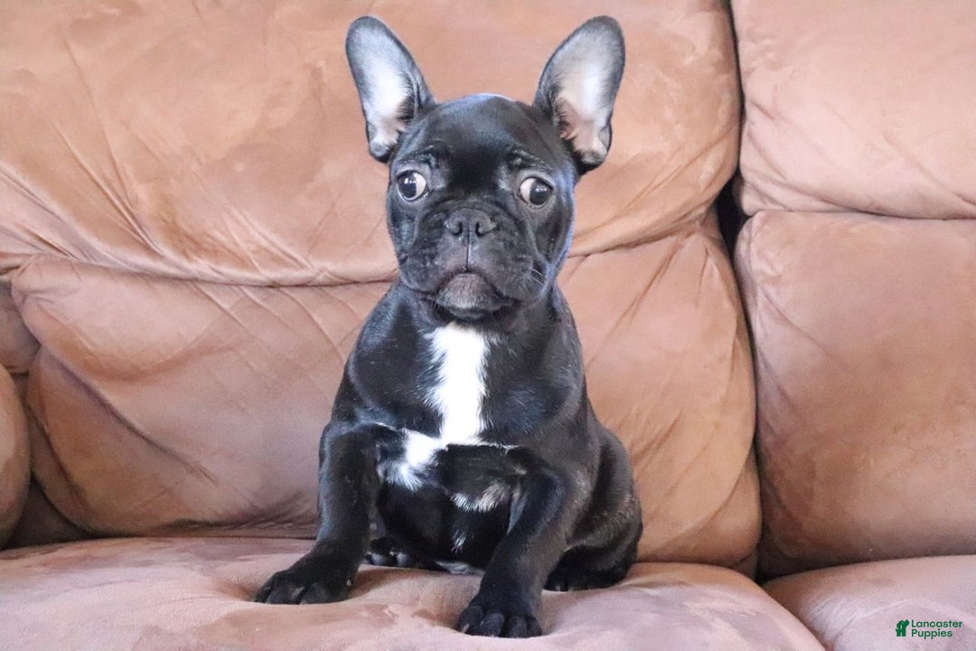 French Bulldog dogs for sale: Max - Ad 1
