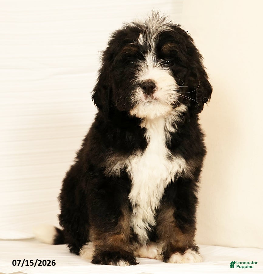 Bernedoodle dogs Ted - Ad 1