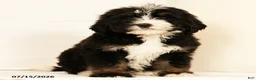 Bernedoodle dogs for sale: Ted - Ad 1