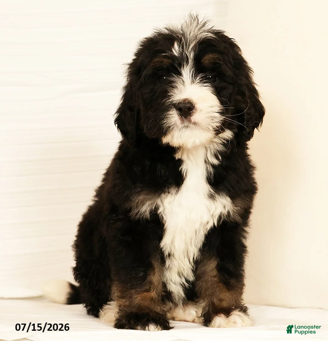Bernedoodle dogs for sale: Ted - Ad 1