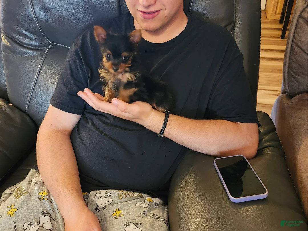 Yorkshire Terrier dogs for sale: Yorkshire Terrier Puppy 1 - Ad 1