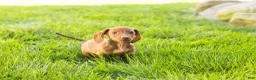 Miniature Dachshund dogs for sale: Ike  - Ad 8