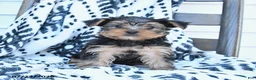 Yorkshire Terrier dogs for sale: Champ - Ad 1