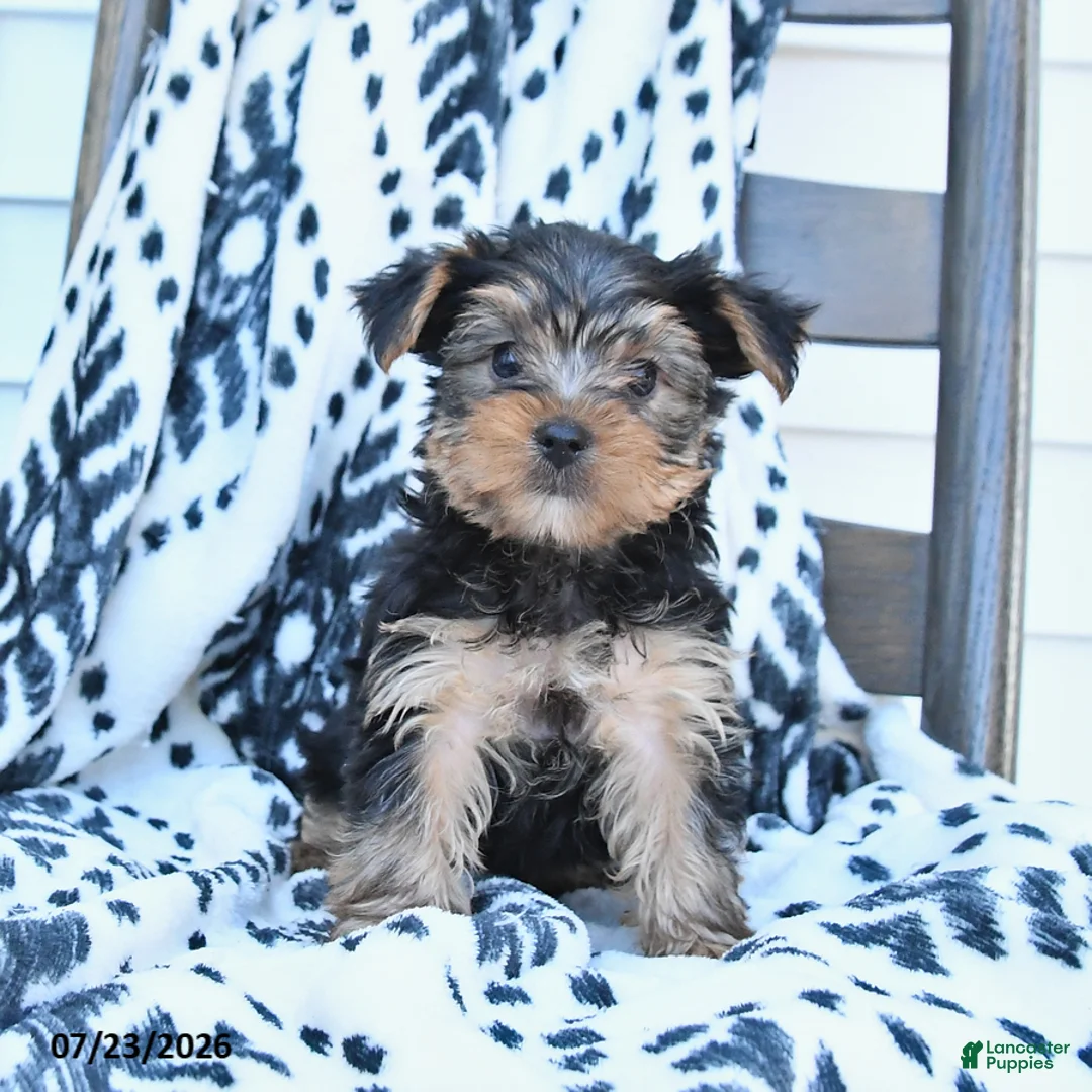 Yorkshire Terrier dogs for sale: Champ - Ad 1