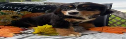 Bernese Mountain Dog dogs for sale: Daisy  - Ad 3