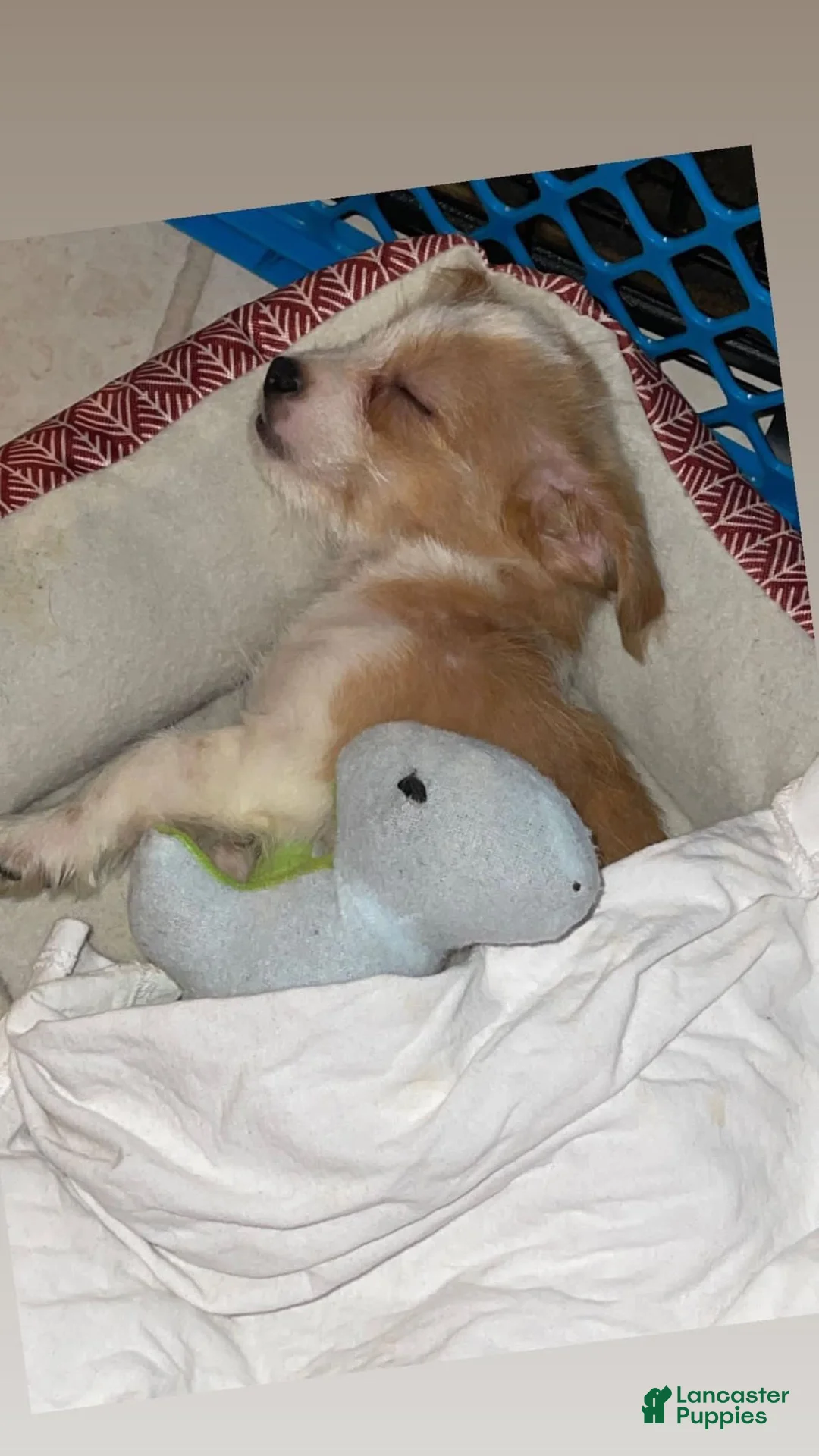 Gallery Image {{count}}