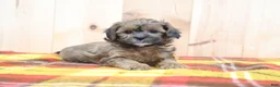 Shihpoo dogs for sale: Ryan - Ad 3