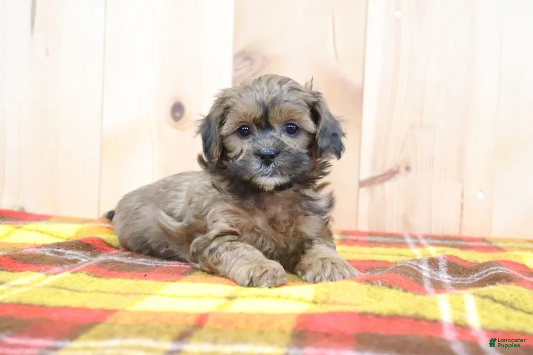Shihpoo dogs for sale: Ryan - Ad 3