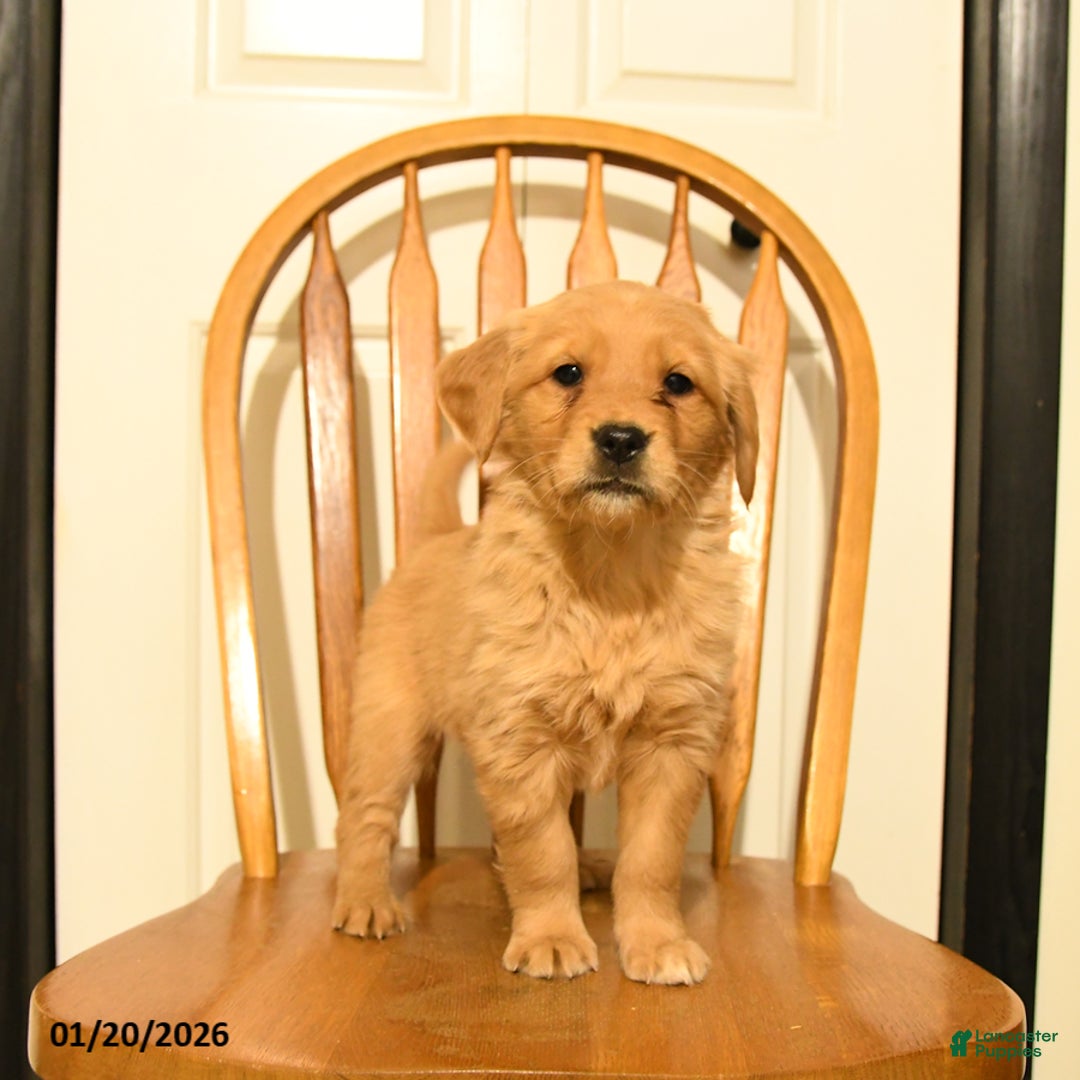 Golden Retriever dogs for sale: Buttercup - Ad 4
