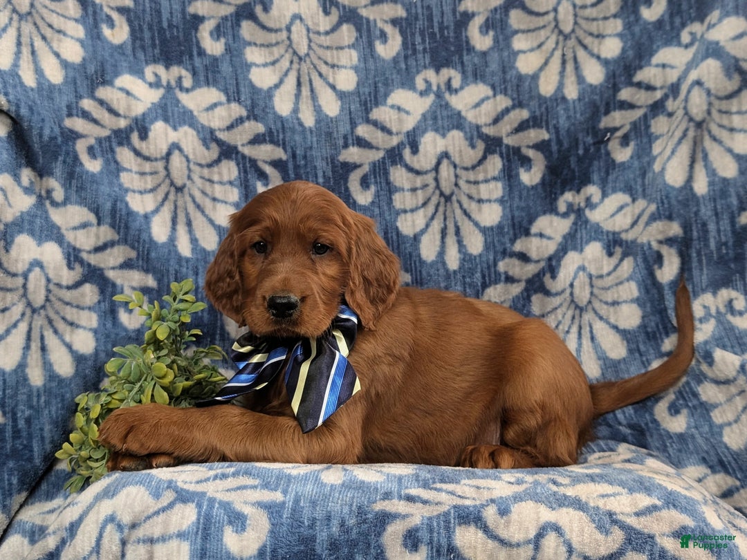 Irish Setter dogs for sale: Devan - Ad 5