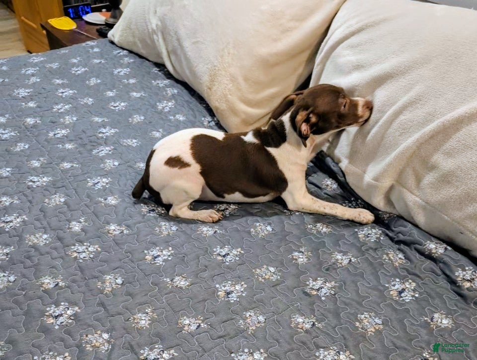Rat Terrier dogs for sale: *ZIVA* - Ad 1