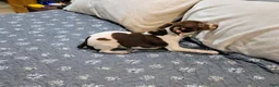 Rat Terrier dogs for sale: *ZIVA* - Ad 1