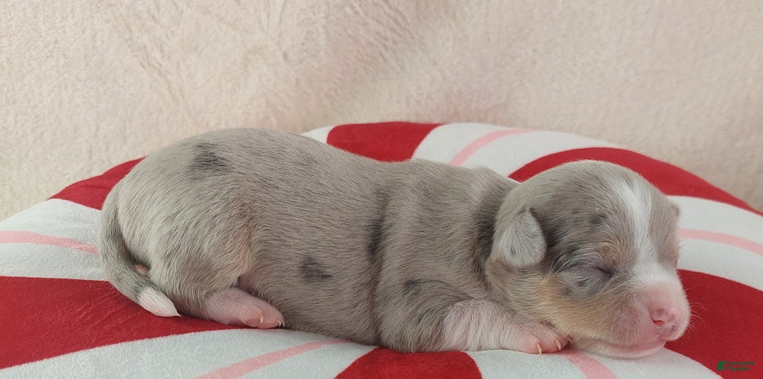 Chihuahua dogs for sale: Pixel - Ad 9