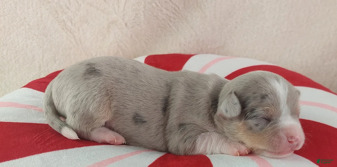 Chihuahua dogs for sale: Pixel - Ad 9