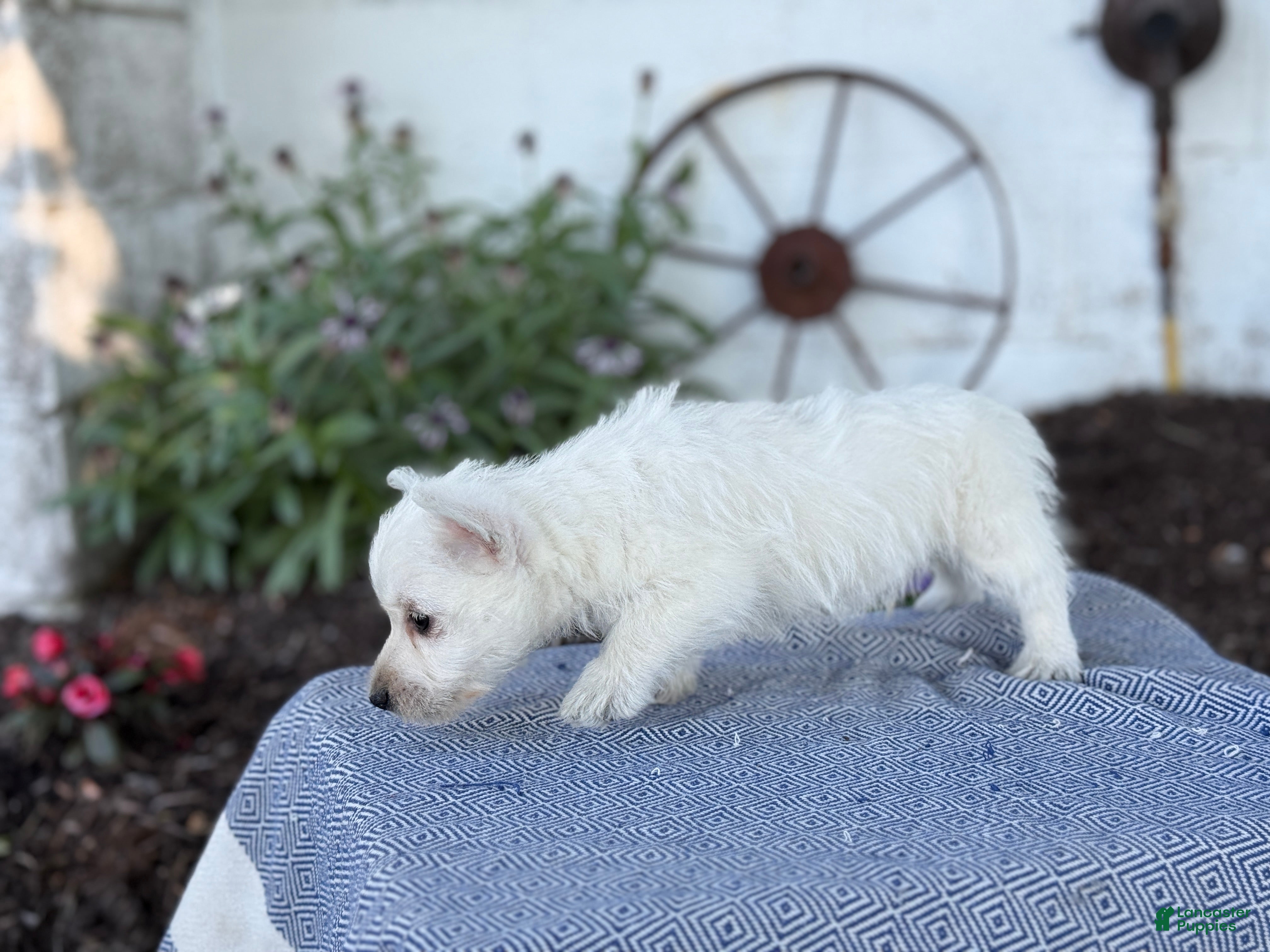 West Highland Terrier dogs Bandit - Ad 2
