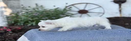 West Highland Terrier dogs for sale: Bandit - Ad 2