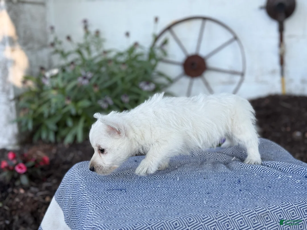 West Highland Terrier dogs for sale: Bandit - Ad 2