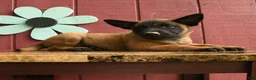 Belgian Malinois dogs for sale: Pilot - Ad 4