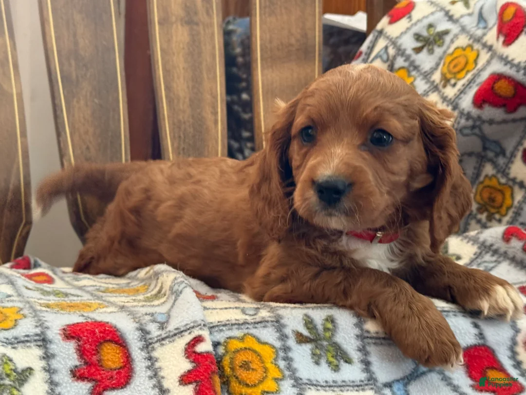 Cavapoo dogs for sale: Mason - Ad 8
