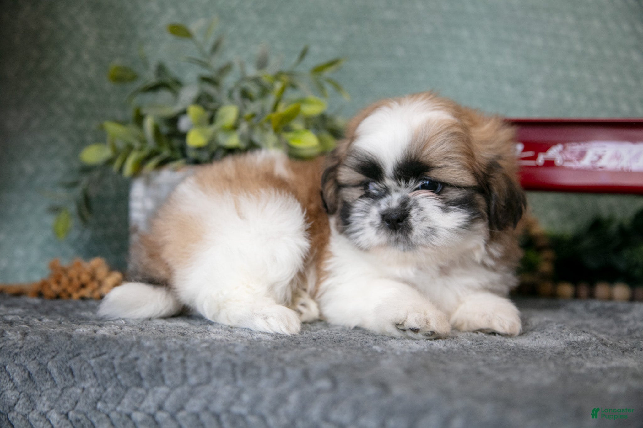Shih Tzu dogs Joan - Ad 2