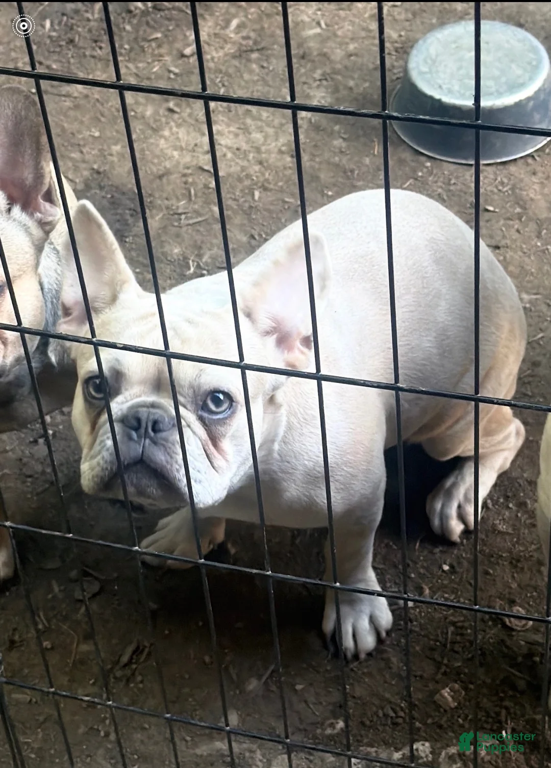 French Bulldog dogs for sale: French Bulldog 1 - Ad 2
