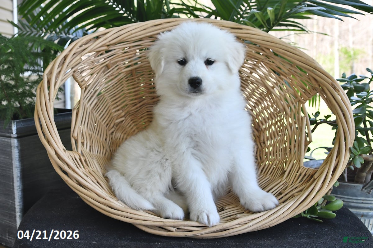 Samoyed dogs Violet - Ad 2