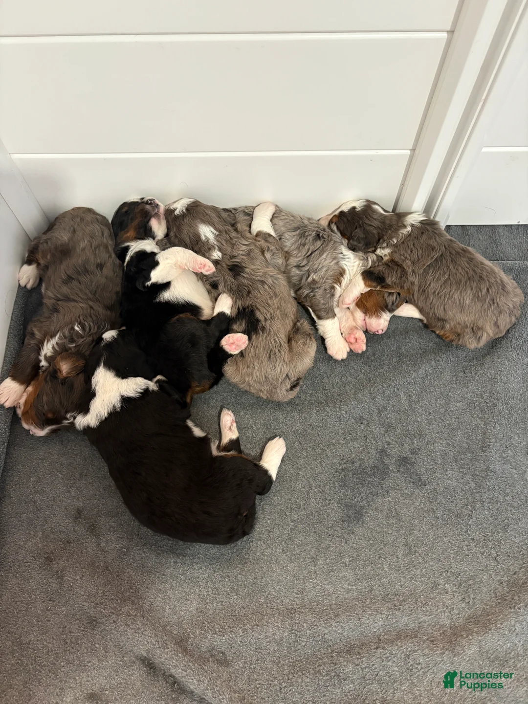 Bernedoodle dogs for sale: Bozey - Ad 4