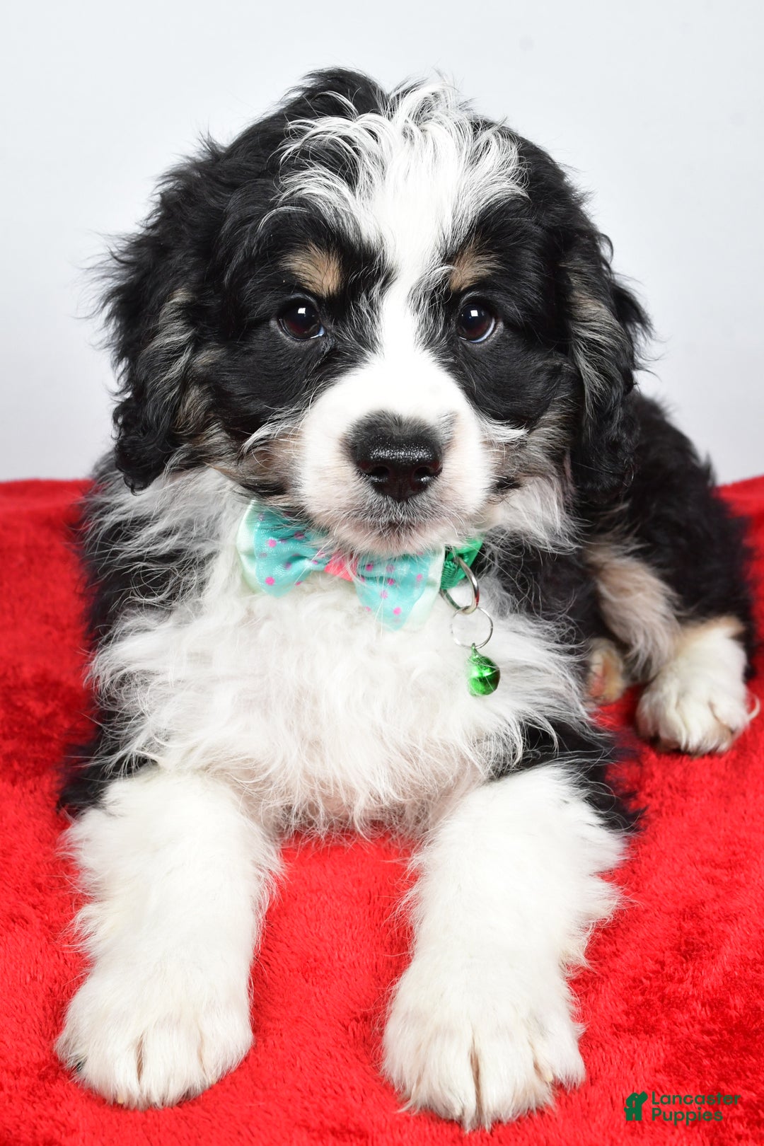 Mini Aussiedoodle dogs for sale: Lukas - Ad 2