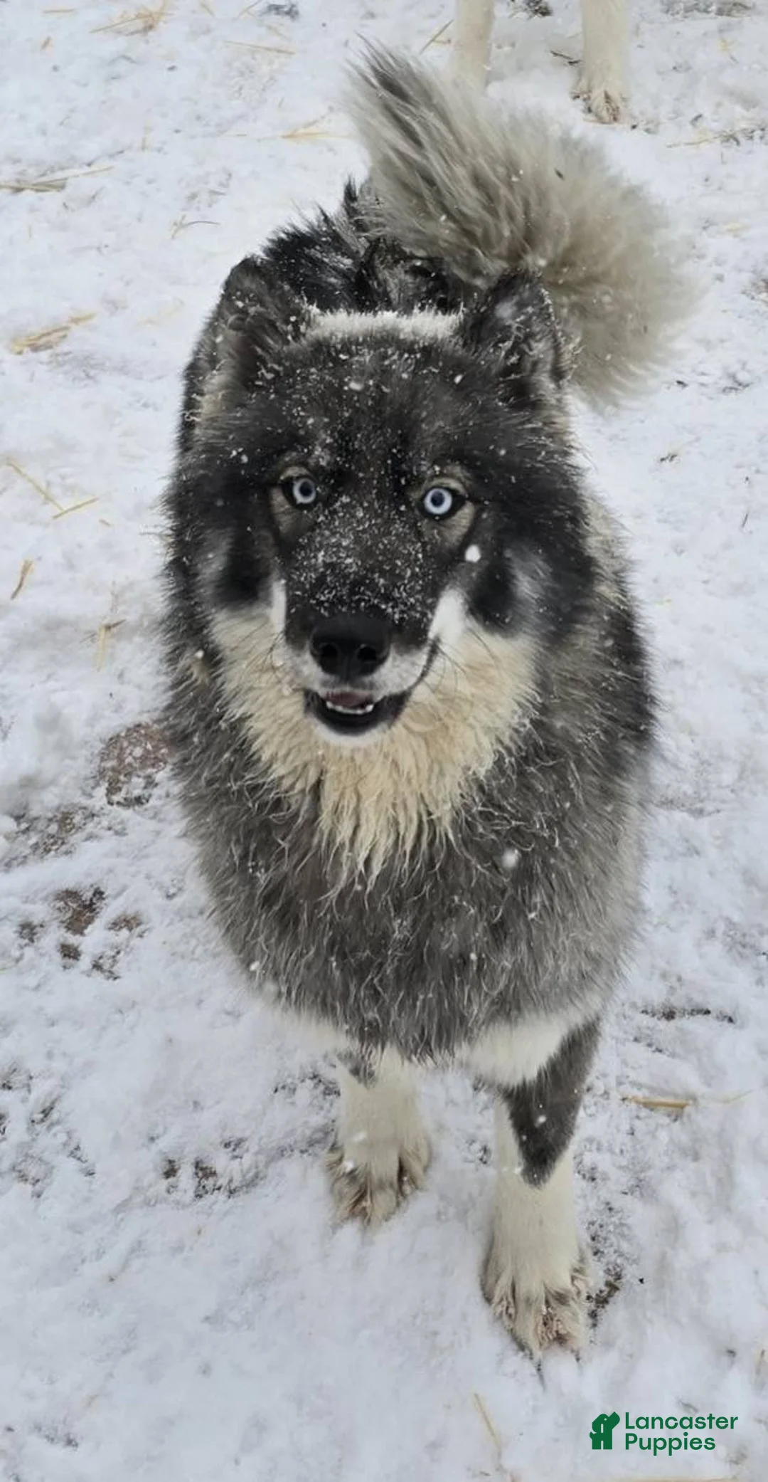 Siberian Husky dogs for sale: Latte  - Ad 7