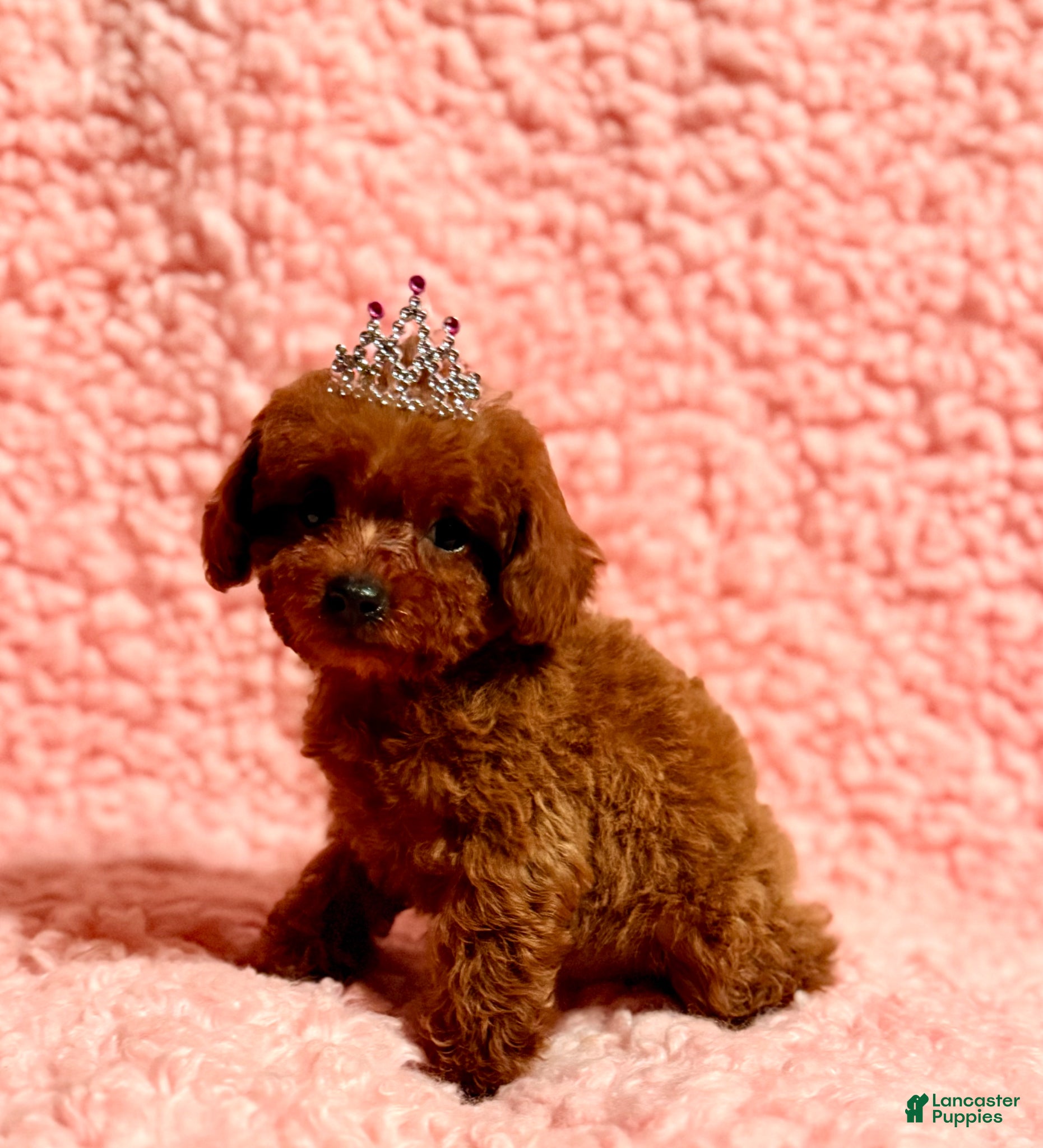 Toy Poodle dogs Abby red AKC Teacup - Ad 2