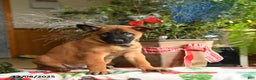 Belgian Malinois dogs for sale: Coconut - Ad 3