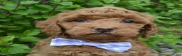 Mini Goldendoodle dogs for sale: Mini Georgia - Ad 16