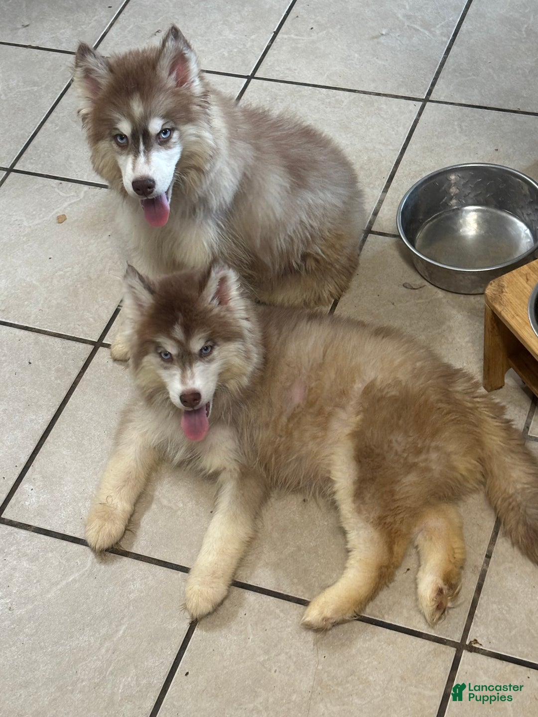 Siberian Husky Long Coat Puppy Siberian Husky Puppy For Sale In