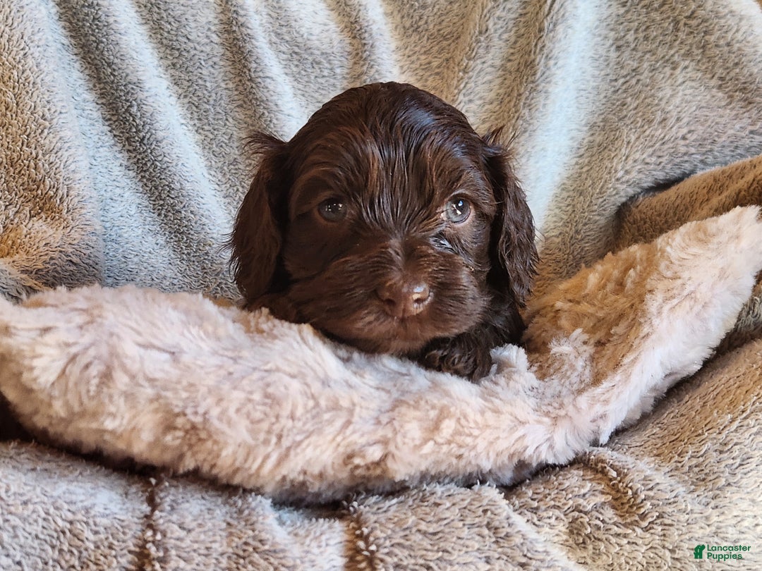 Mixed Breed dogs for sale: Logan - Ad 6