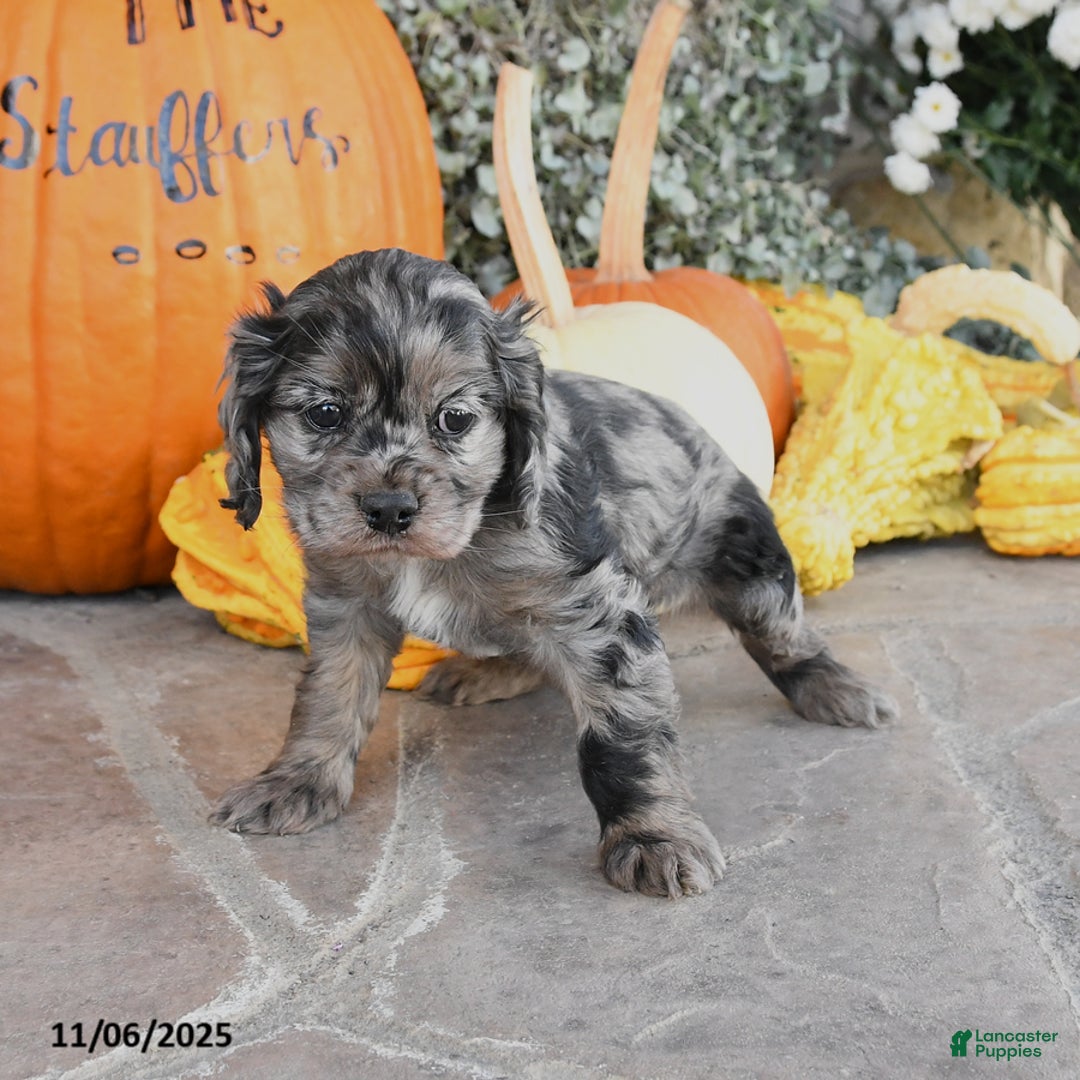 Cocker Spaniel dogs for sale: Penny - Ad 3