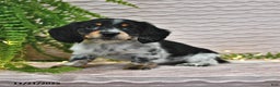 Miniature Dachshund dogs for sale: Tessa - Ad 1
