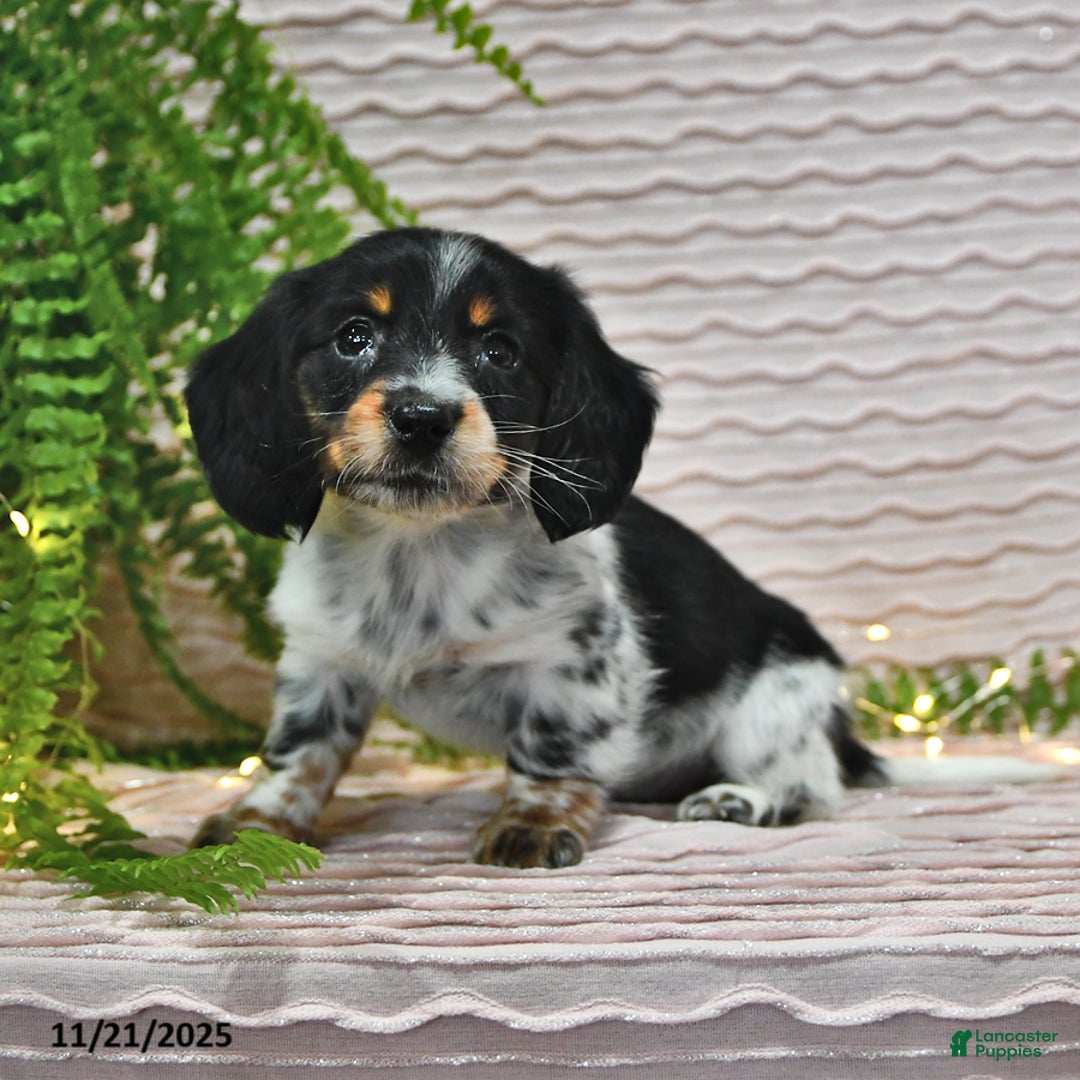 Miniature Dachshund dogs for sale: Tessa - Ad 1