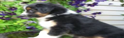 Miniature Australian Shepherd dogs for sale: Muffin - Ad 5