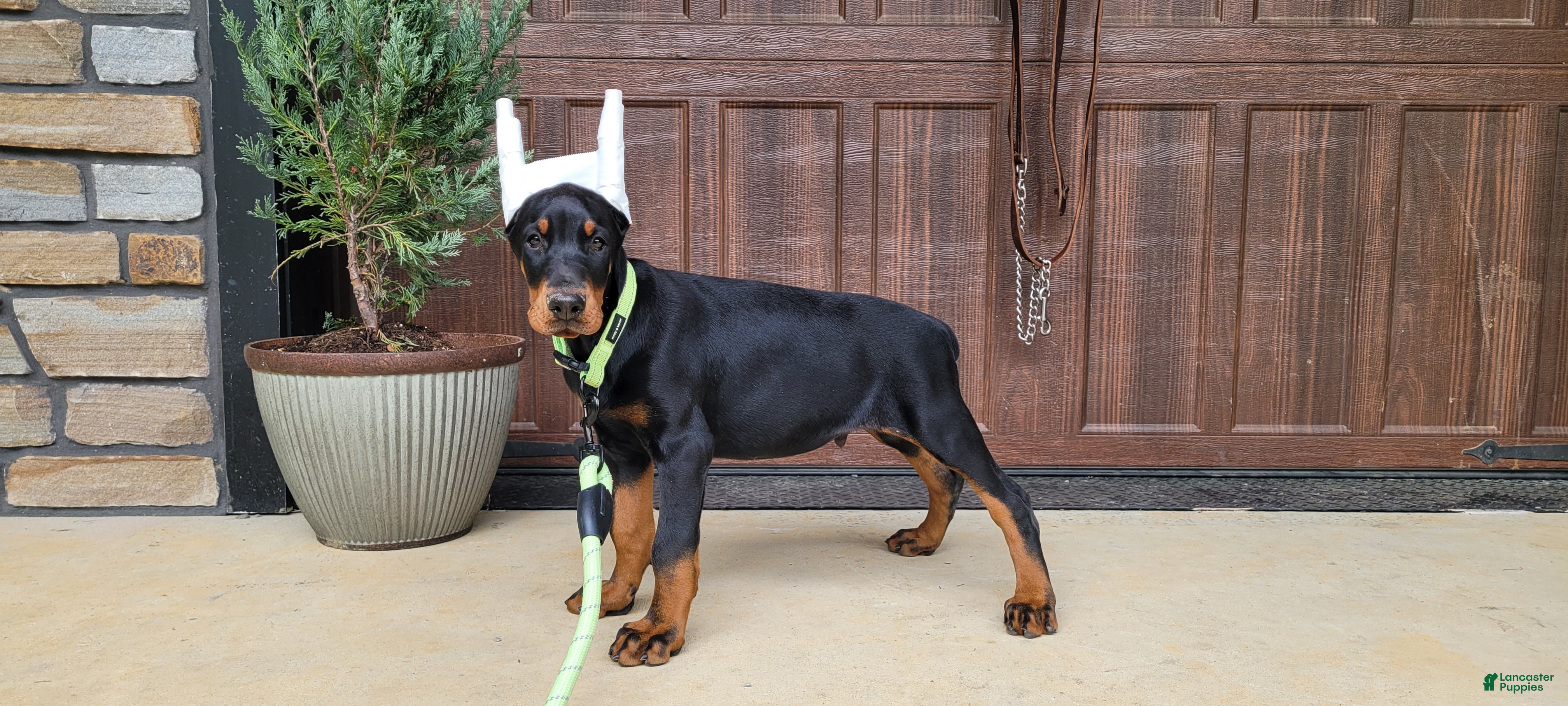 Doberman Pinscher dogs ONYX - Ad 32