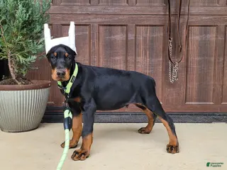 Doberman Pinscher dogs ONYX - Ad 32