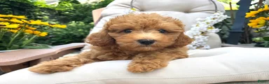 Butler