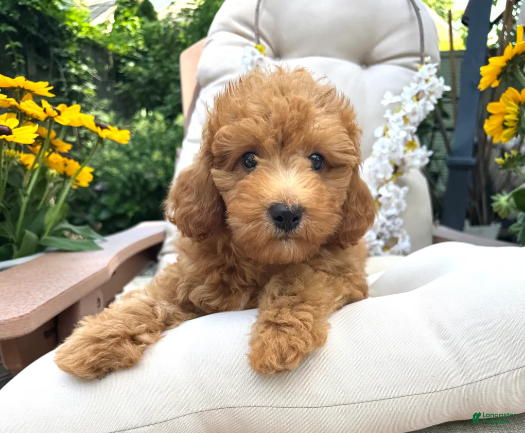 Cavapoo dogs for sale: Butler - Ad 1