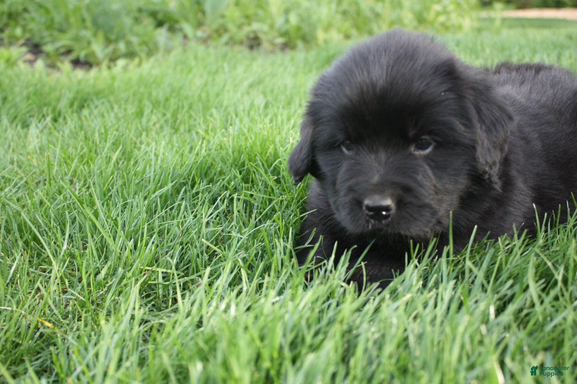 Newfoundland dogs Ember - Ad 1